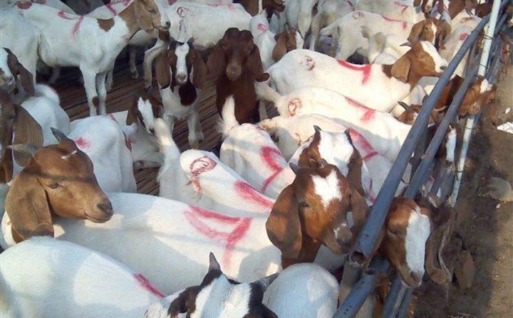 羊養殖.jpg 羊養殖.jpg